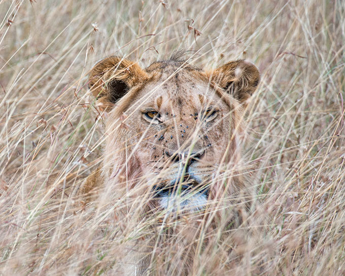 a photo of a lion peering through grass at the viewer