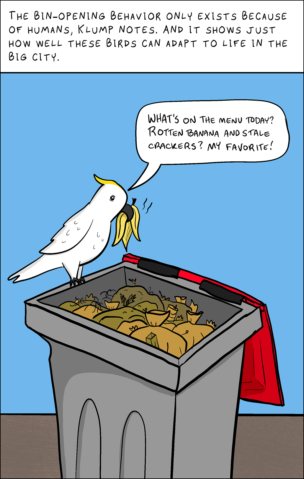 Text: The bin-opening behavior only exists because of humans, Klump notes. And it shows how well these birds can adapt to life in the big city. Image: Cockatoo on an open trash bin rim, holding a banana peel in its beak. Bird: What’s on the menu today? Rotten banana and stale crackers? My favorite!